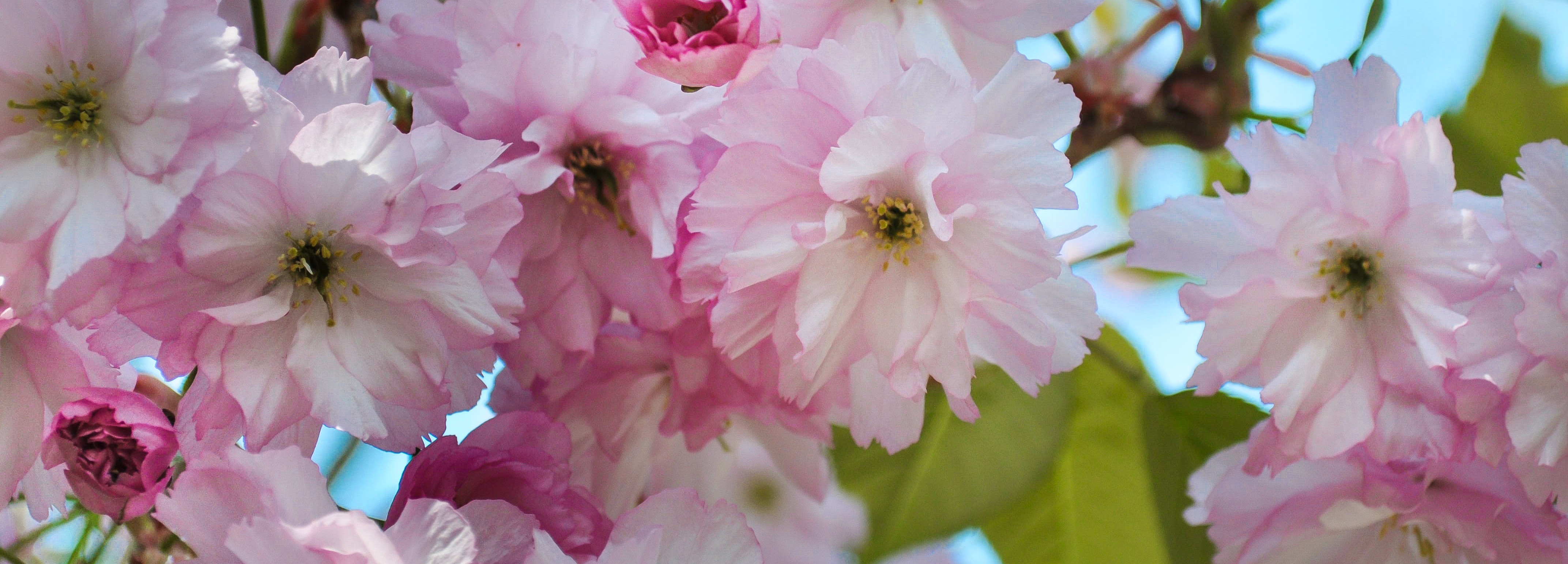 flower-blossoms-pink